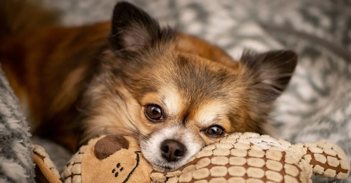 n welchem Körbchen schläft der Chihuahua am besten?