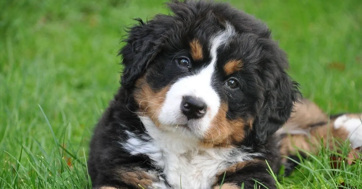 Can Bernese Mountain Dogs Live in Apartments?