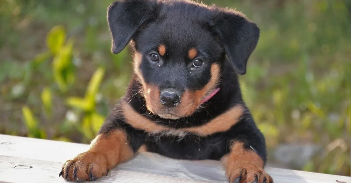What is the life expectancy of a Rottweiler?