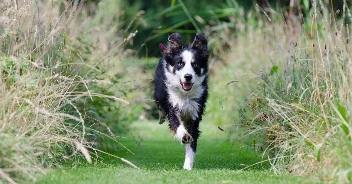 Games and Activities for Border Collies