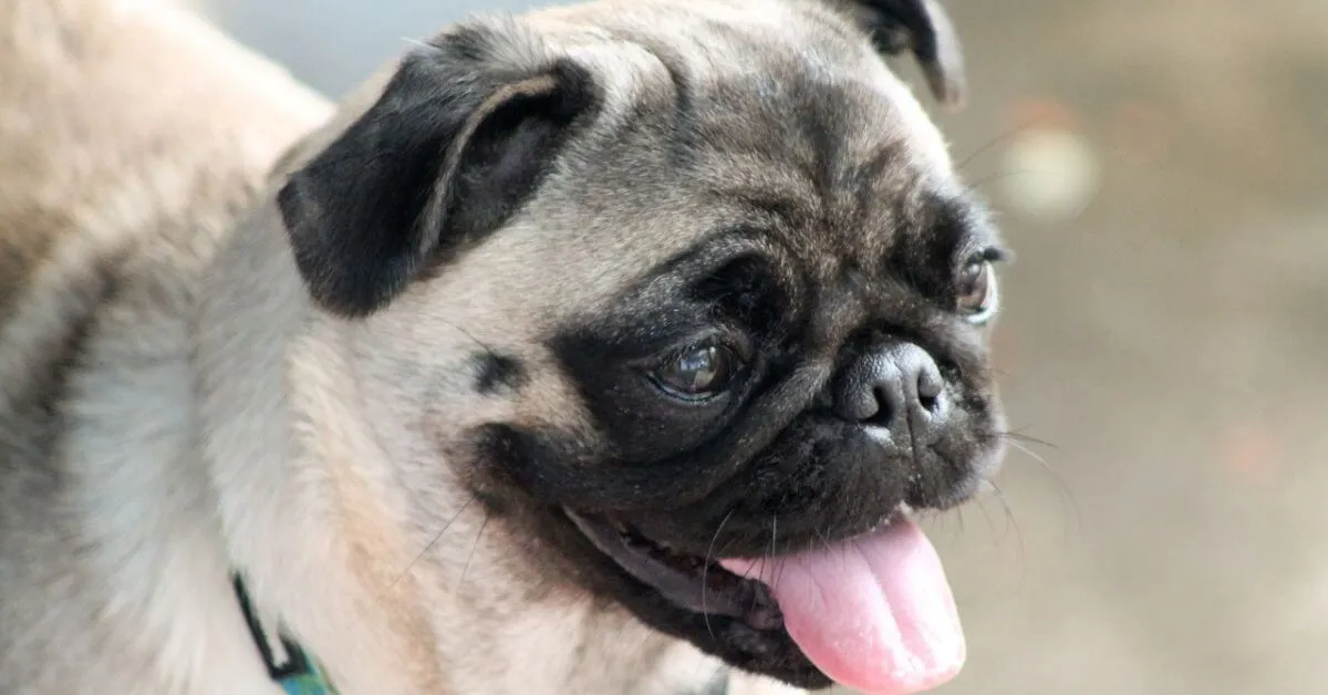 What is the average lifespan of a Pug?