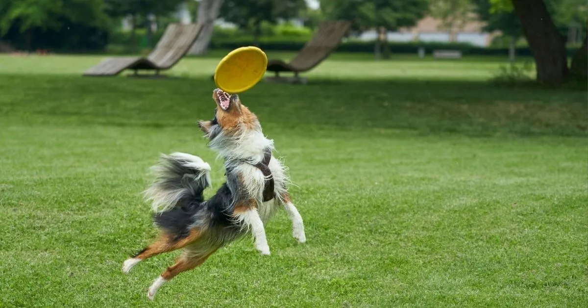 Berger australien joue au frisbee
