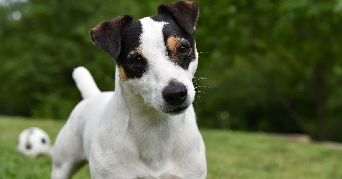 Jack Russell Dog Breed