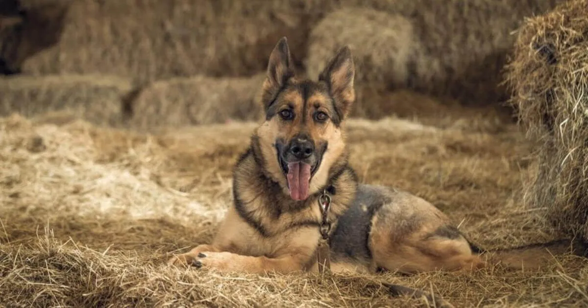 Do German Shepherds have a lot of health problems?