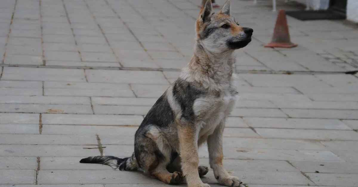 Chiot chien-loup tchécoslovaque