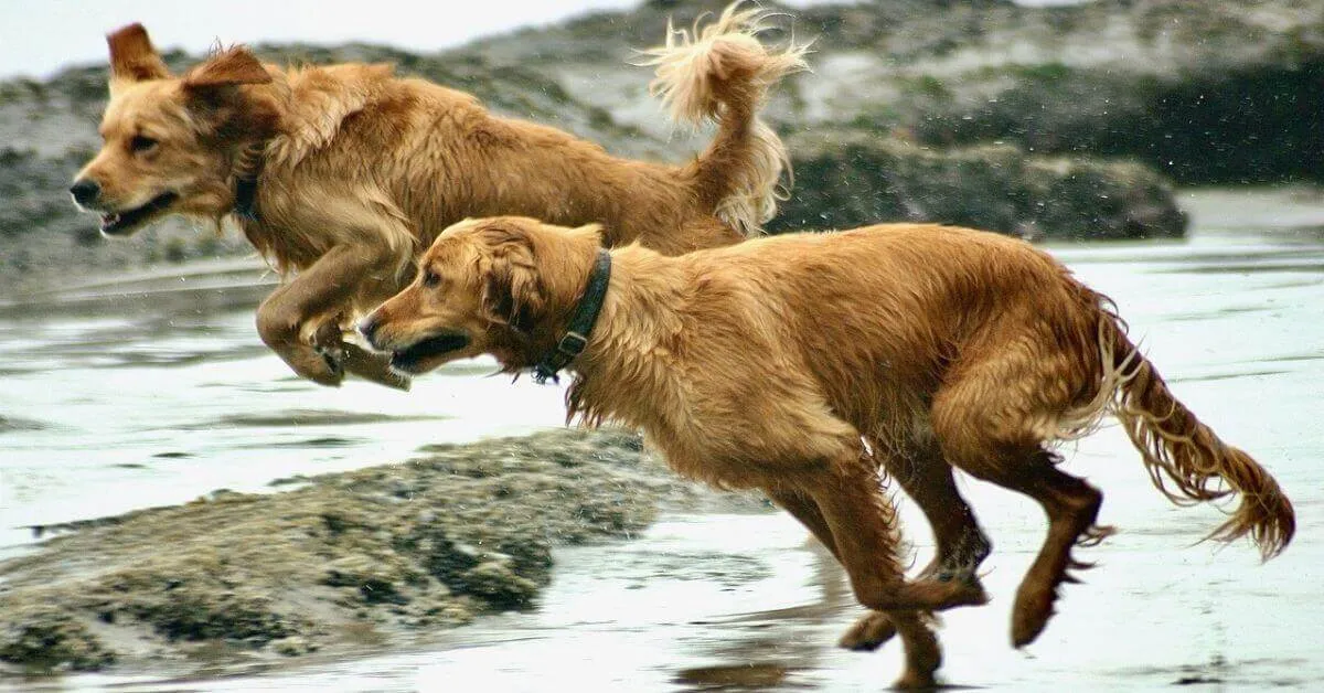 Physical Characteristics of the Golden Retriever