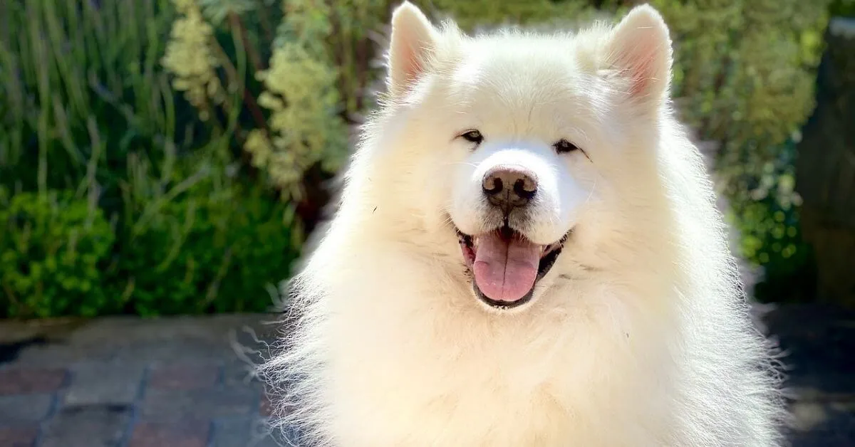 Are Samoyeds easy to train?