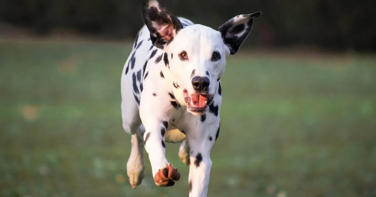 Le chien Dalmatien
