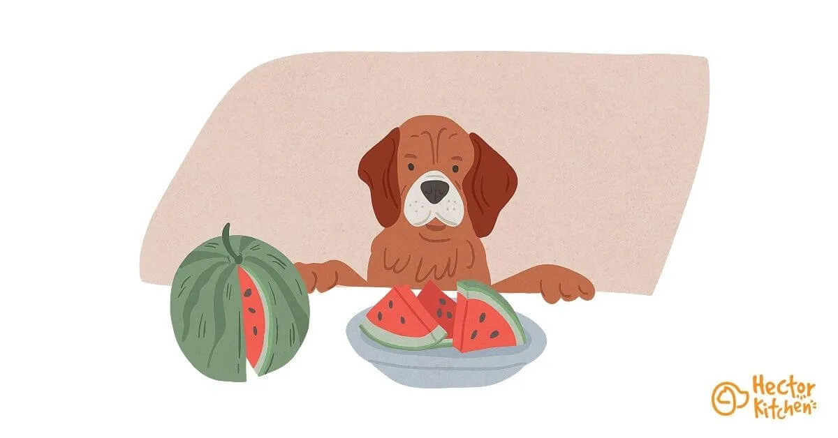 Donner du melon à son chien