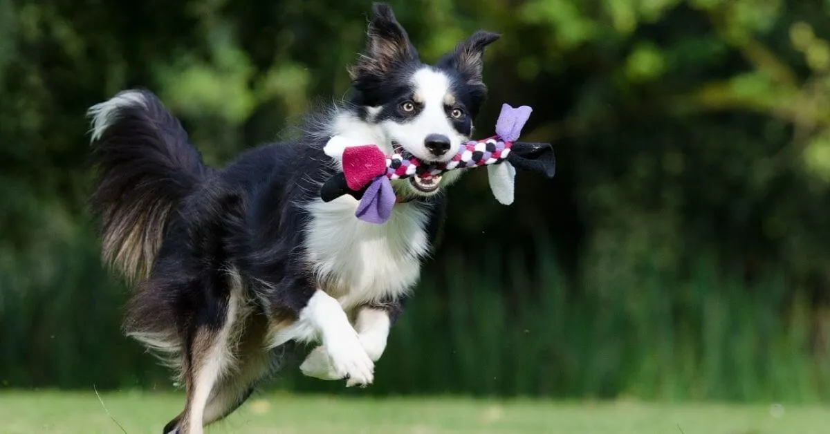 How to Train a Border Collie