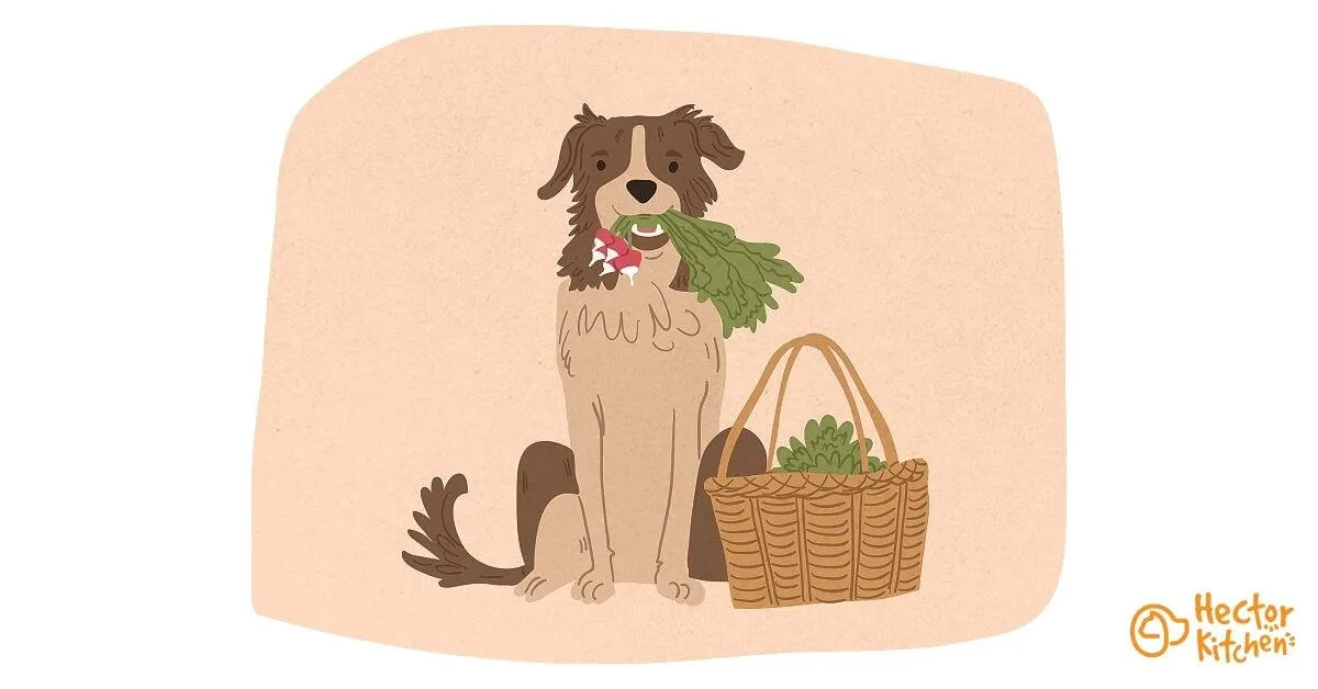 Peut-on donner du radis à un chien ?