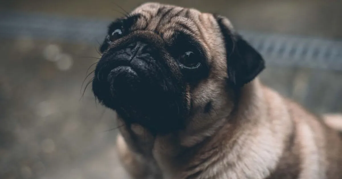 What is the average size of a Pug?