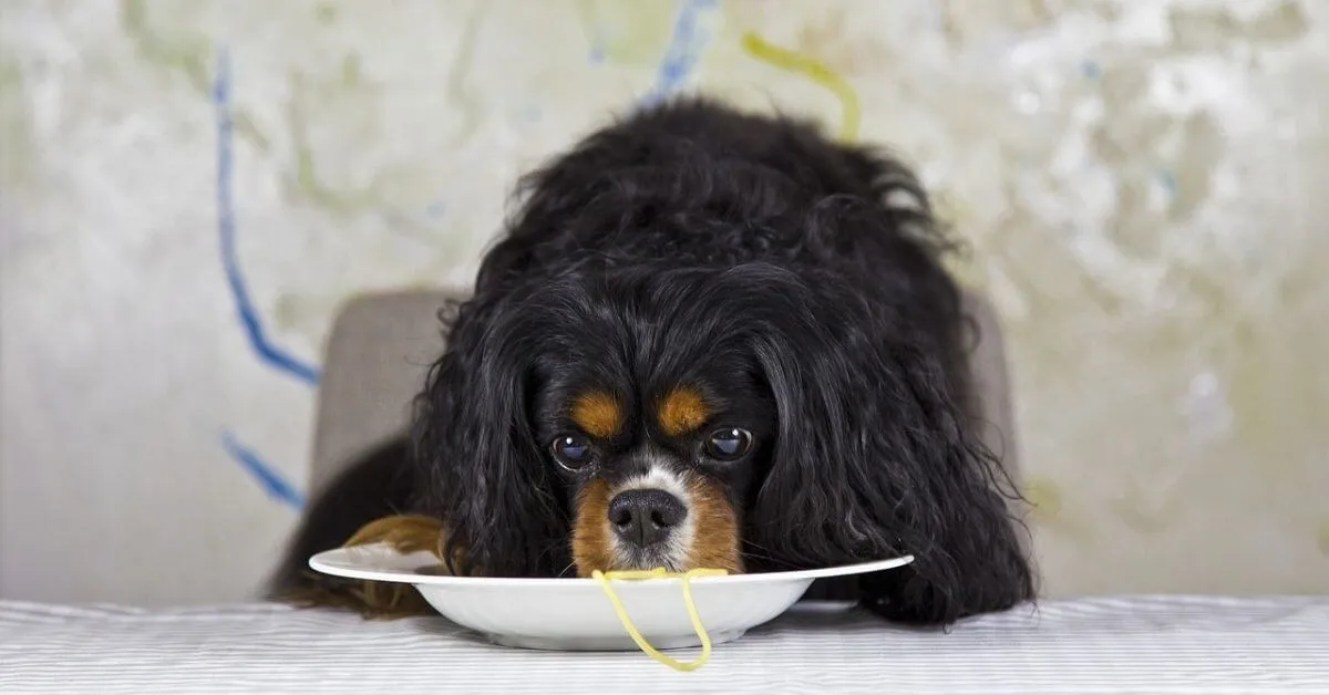 Are King Charles Cavaliers easy to train?