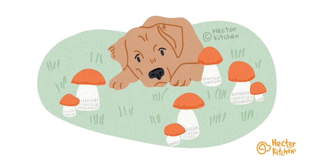 Hund Pilze fressen