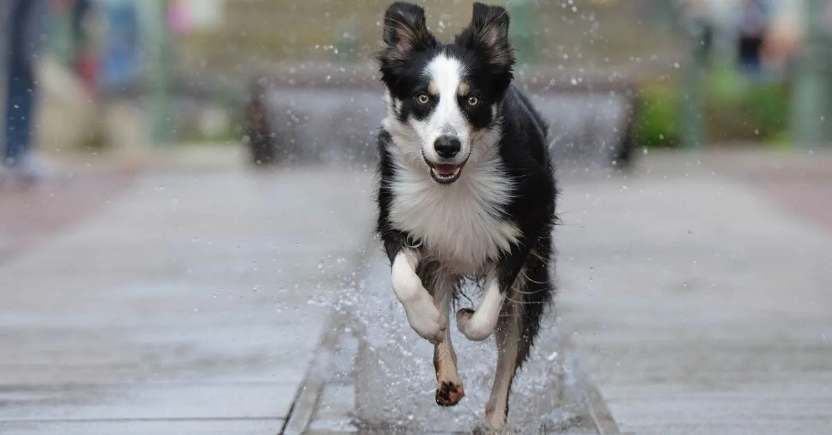 What is the life expectancy of a Border Collie?
