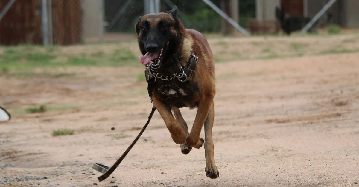 What is the average lifespan of a Belgian Malinois?