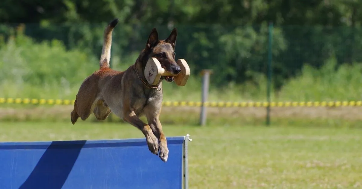Games and Toys for a Belgian Malinois