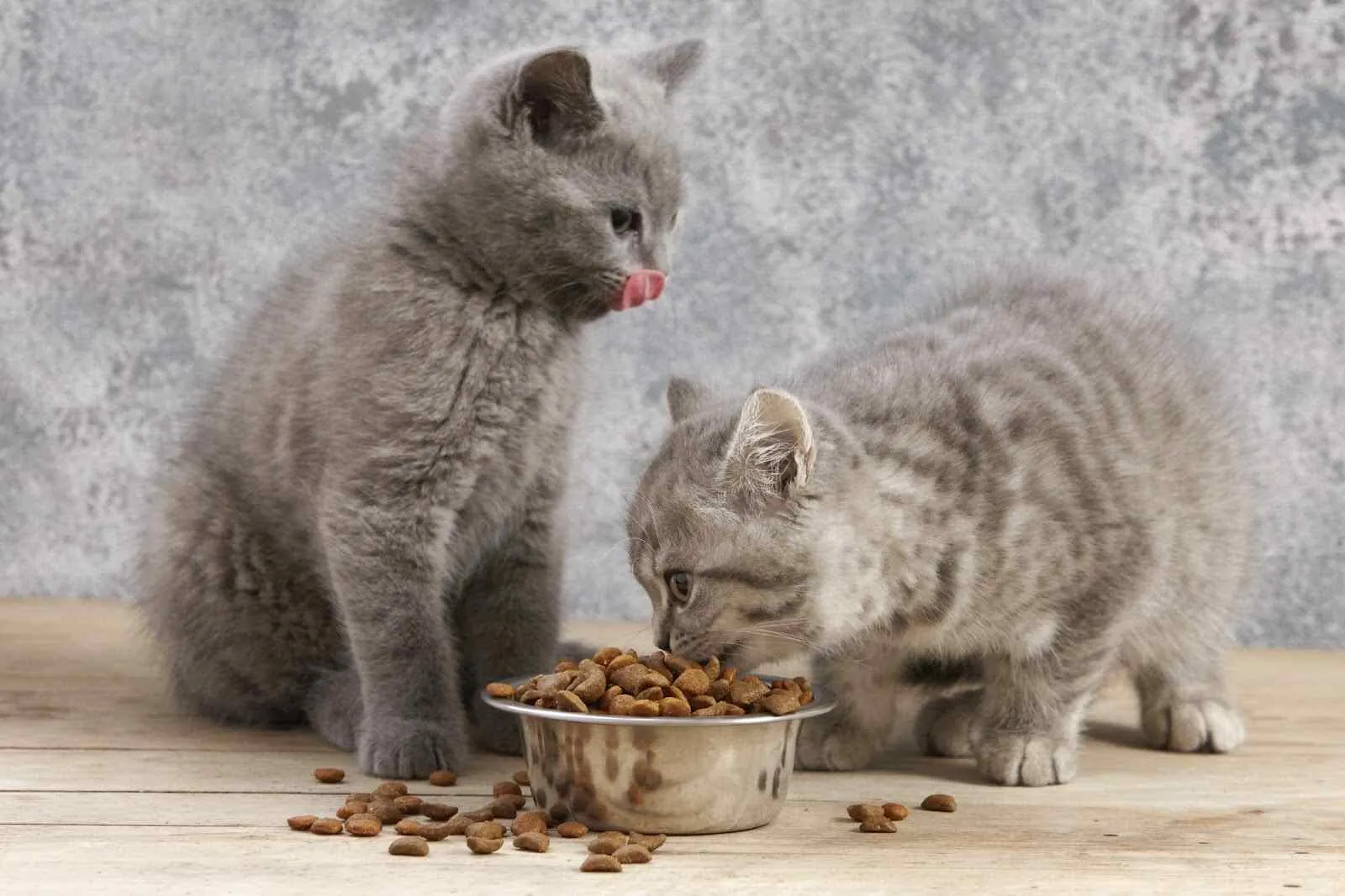 Gattini mangiano crocchette