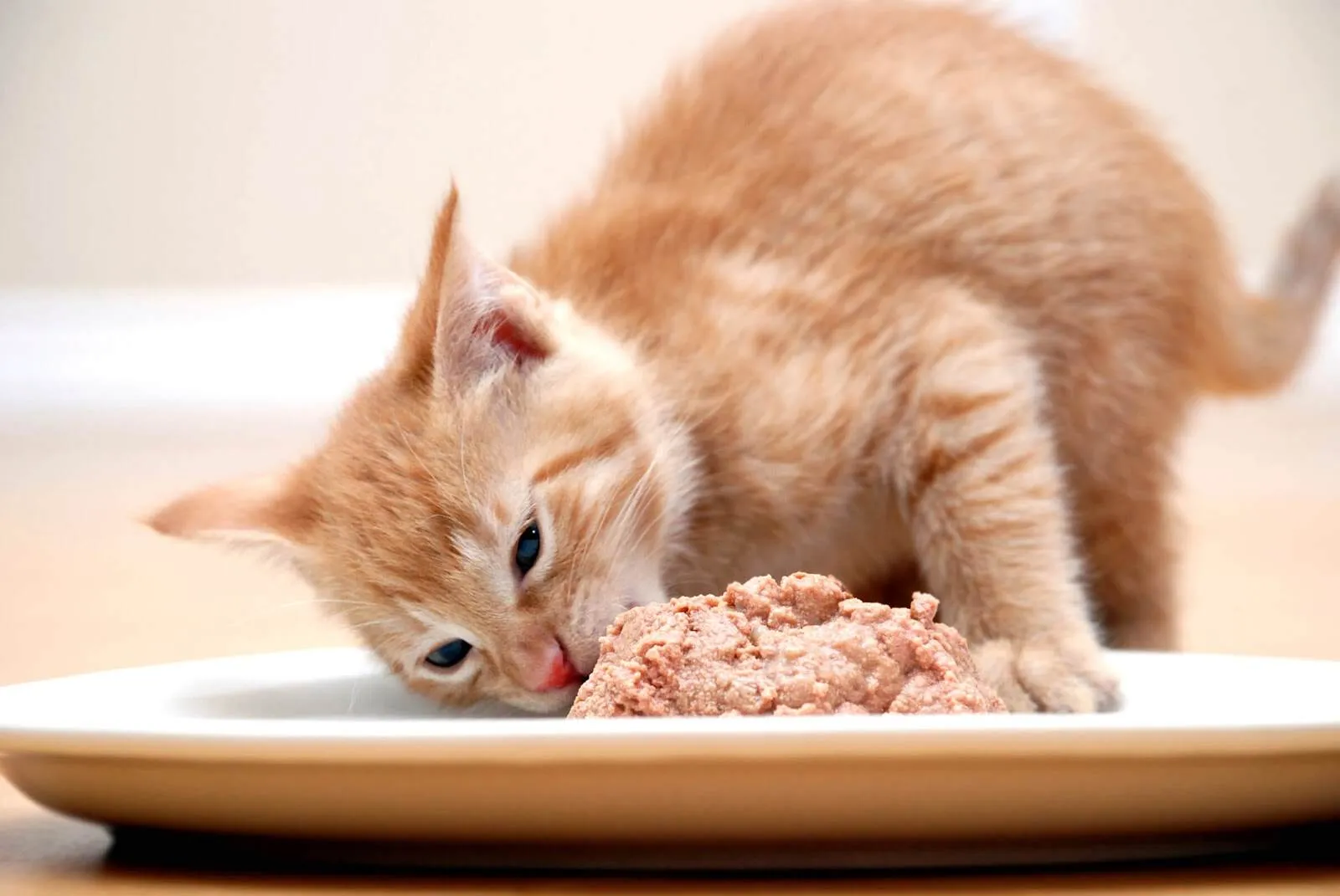 Kitty auf einem Teller