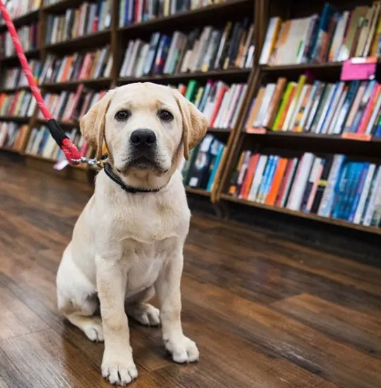 Puppy in Library