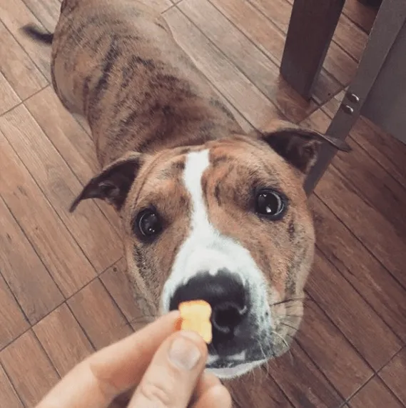 Hund der Keks isst