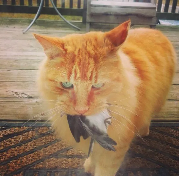 Cat with prey