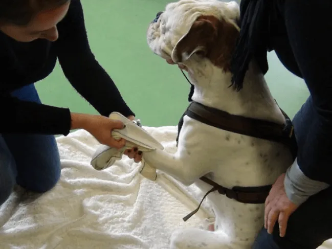 Medical Training Hund