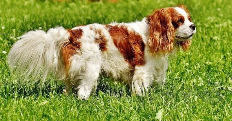 Chien affectueux Cavalier King Charles