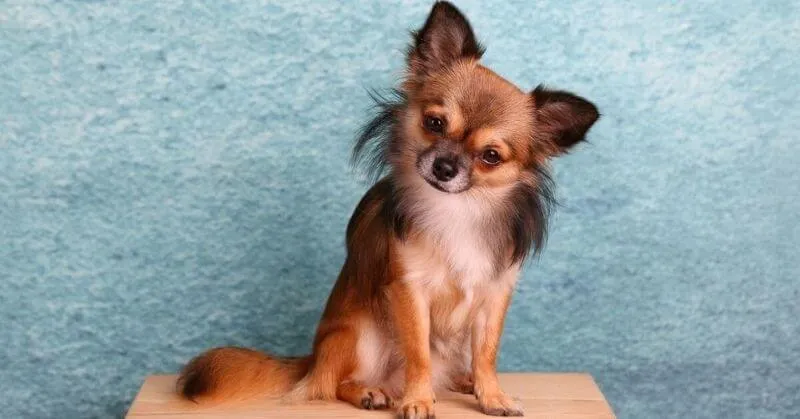 Chien dangereux Chihuahua