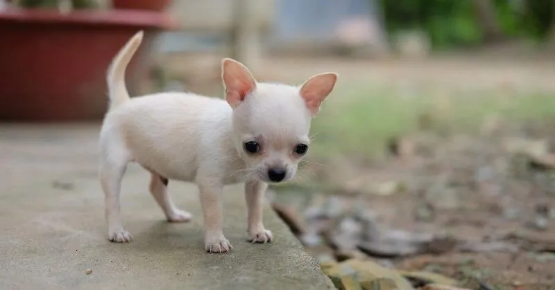 Chiot blanc Chihuahua