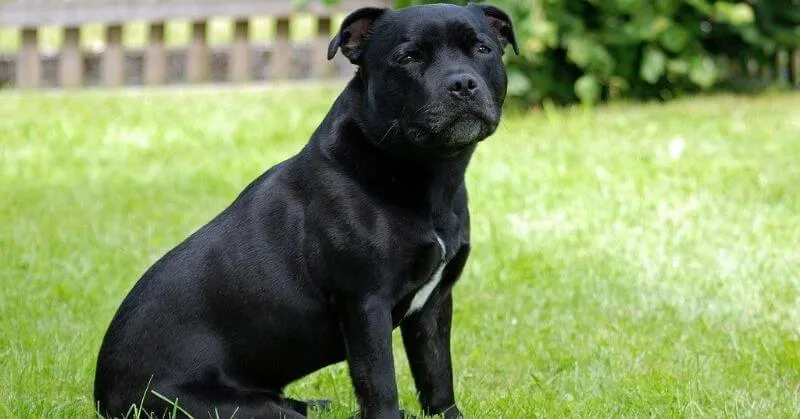 Chien noir Staffordshire Bull Terrier