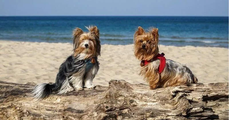 Deux chiens Yorkshires sur la plage