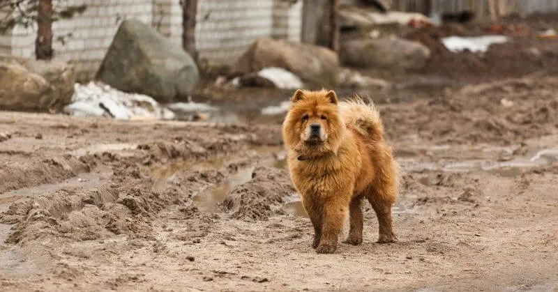 Chien Chow Chow
