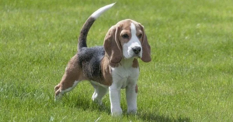 Petit chien Beagle
