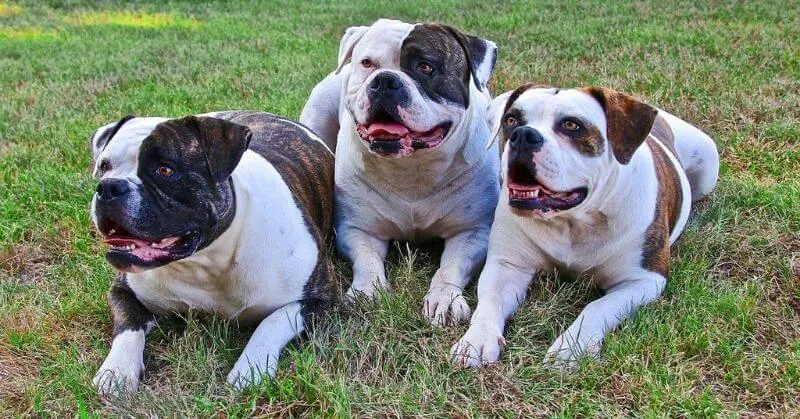 drei hunde American Bulldog
