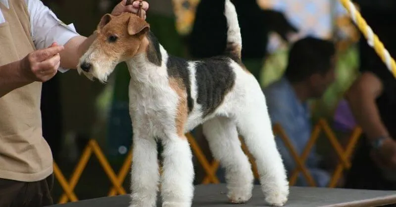 Wire fox terrier à l'exposition canine nationale 2018