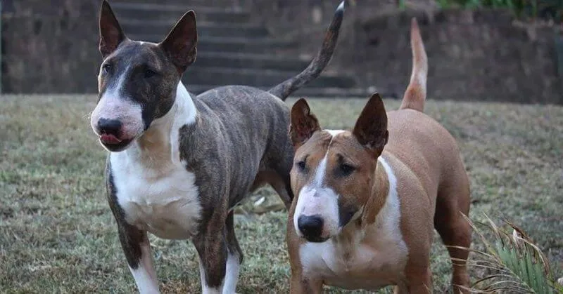 Chiens de taille moyenne Bull Terrier