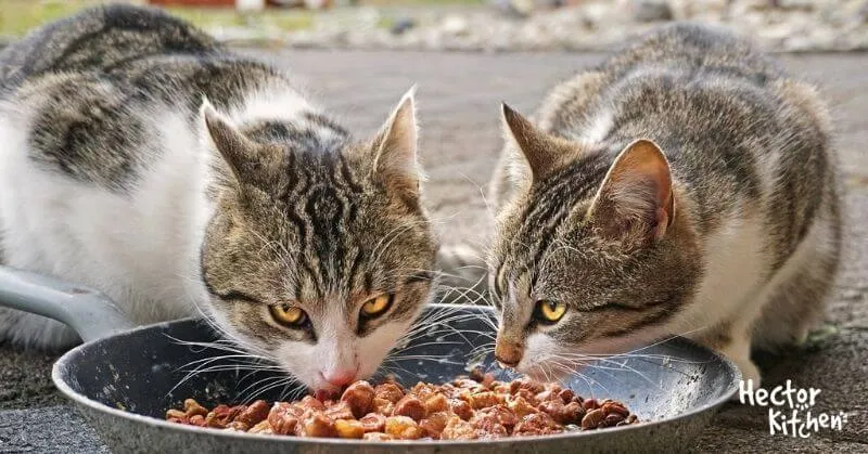 Les différentes types d'alimentation chez le chat