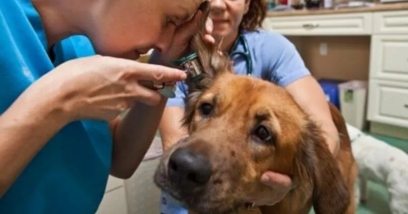 Behandlung von Ohrentzündungen bei Hunden