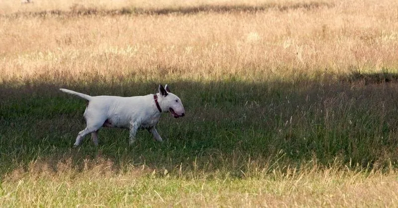 Chien blanc Bull Terrier