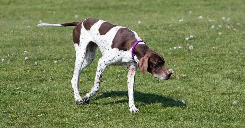 Chien Pointer anglais