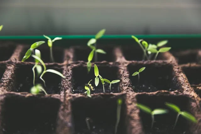 Seedlings growing (marketers can use Savio to grow)