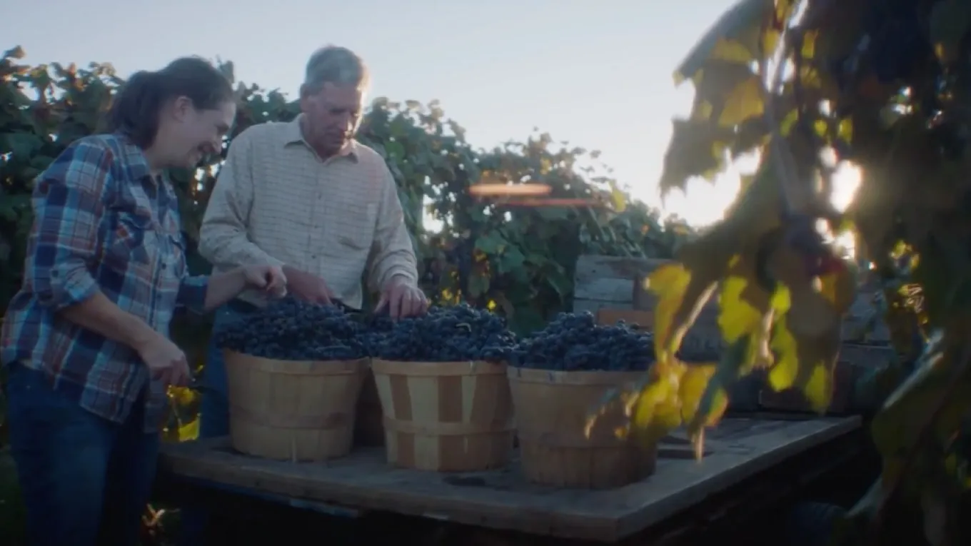 Two farmers in a field sorting Welch’s Concord grapes