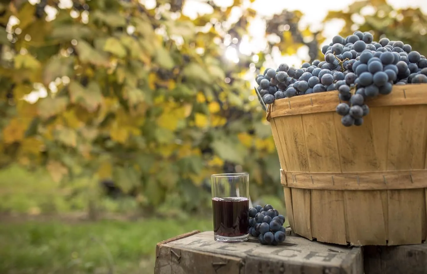 A glass of Welch's Concord grape juice and a full barrel of Concord grapes