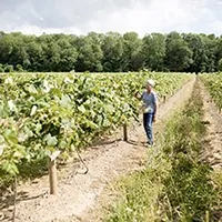 Farmer walking down the row of a vineyard on a sunny day