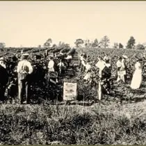 Photo of harvesters working on a Massachusetts vineyard, 1849