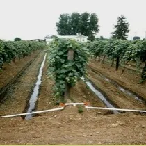 Rows of a vineyard on an overcast day