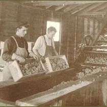 Two workers in a Welch's grape sorting plant, circa 1893