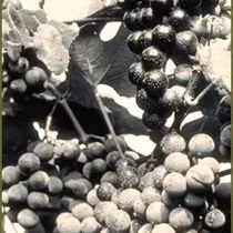 Close up of grapes on the vine, in black and white