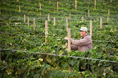 Farmer mending a fence in a lush grape vineyard